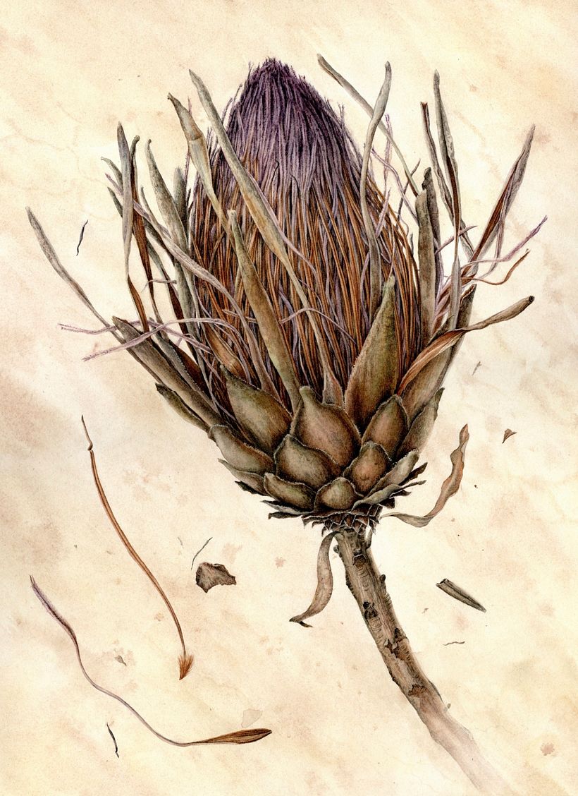 Vintage Dried Protea in watercolour