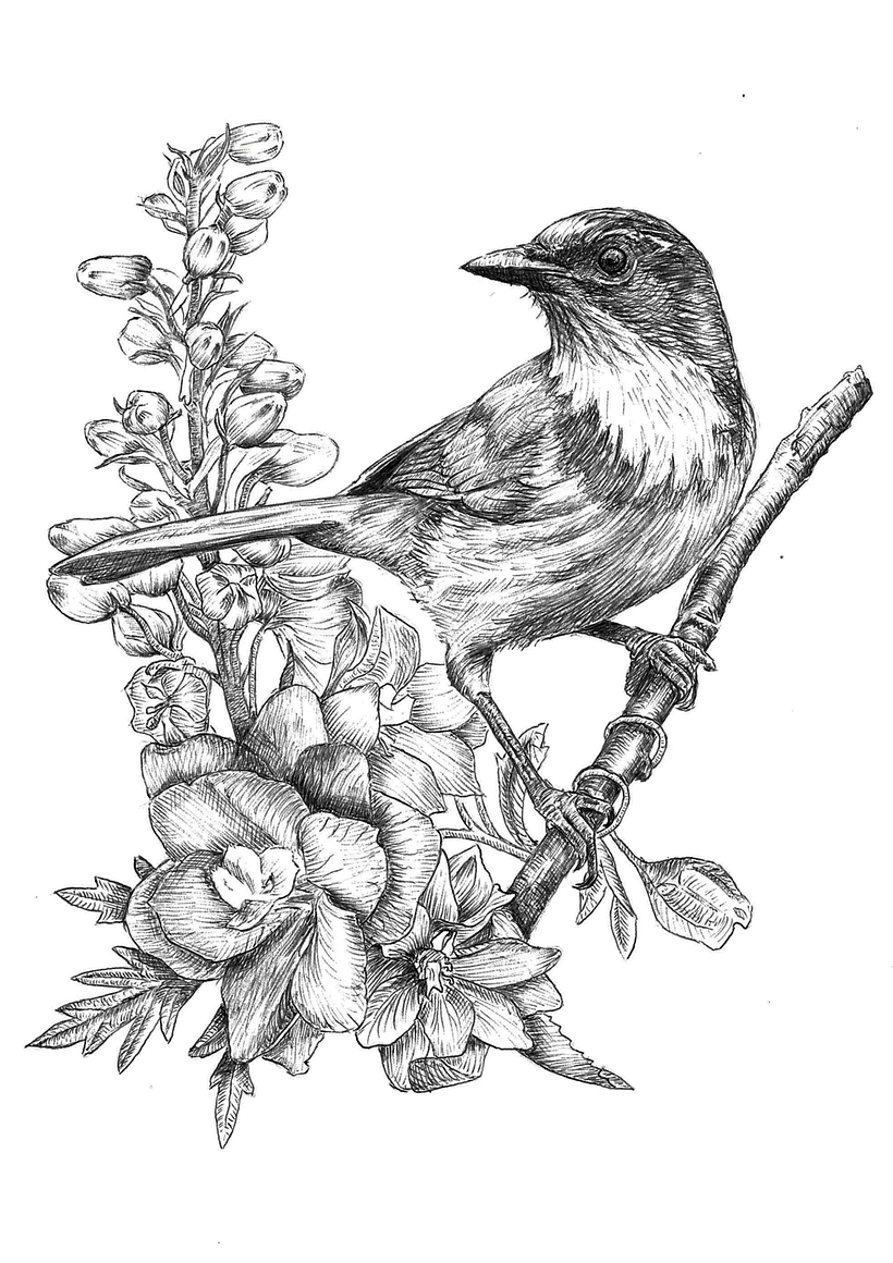 My project in Naturalist Illustration with Ballpoint Pen - Scrub jay with delphinium 2