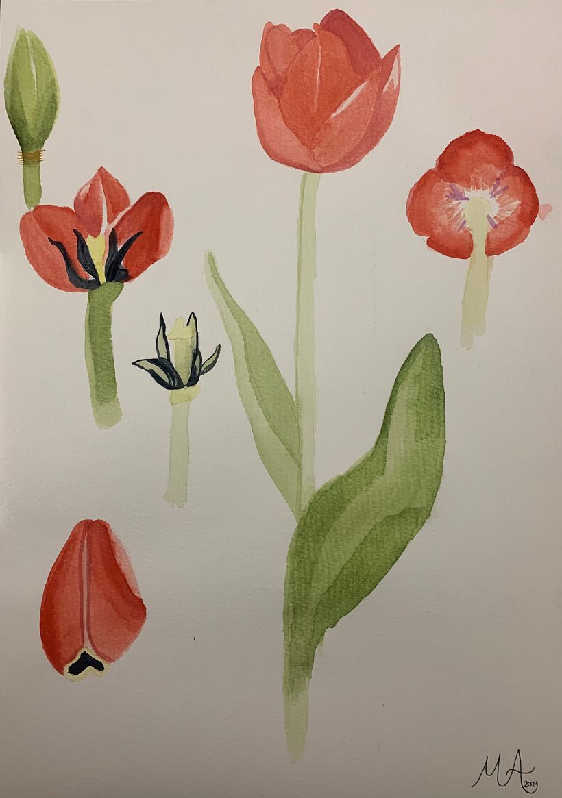 Mi Proyecto del curso: Ilustración botánica con acuarela 7