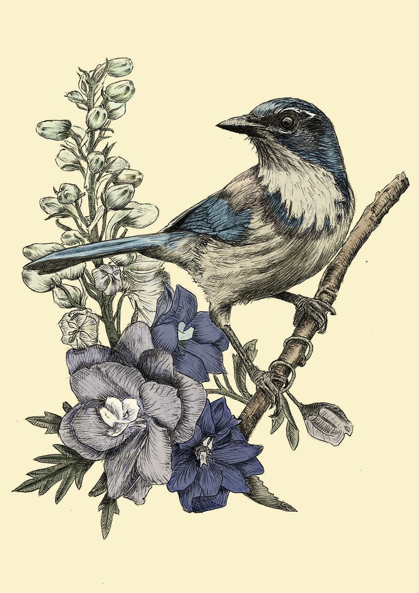 My project in Naturalist Illustration with Ballpoint Pen - Scrub jay with delphinium 4