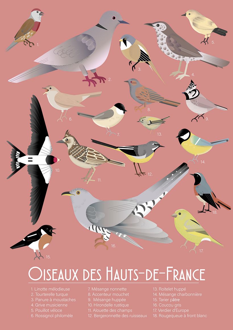My project in Wildlife Illustration for Children's Books course 4