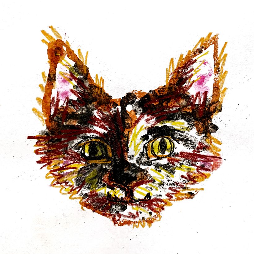 my cat