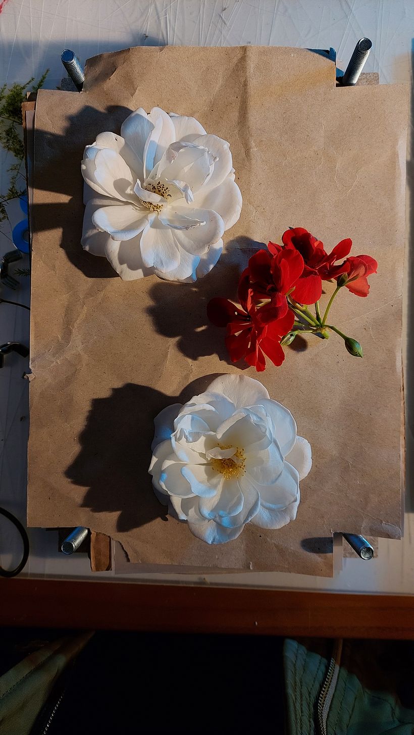 Prensa de plantas e flores 5