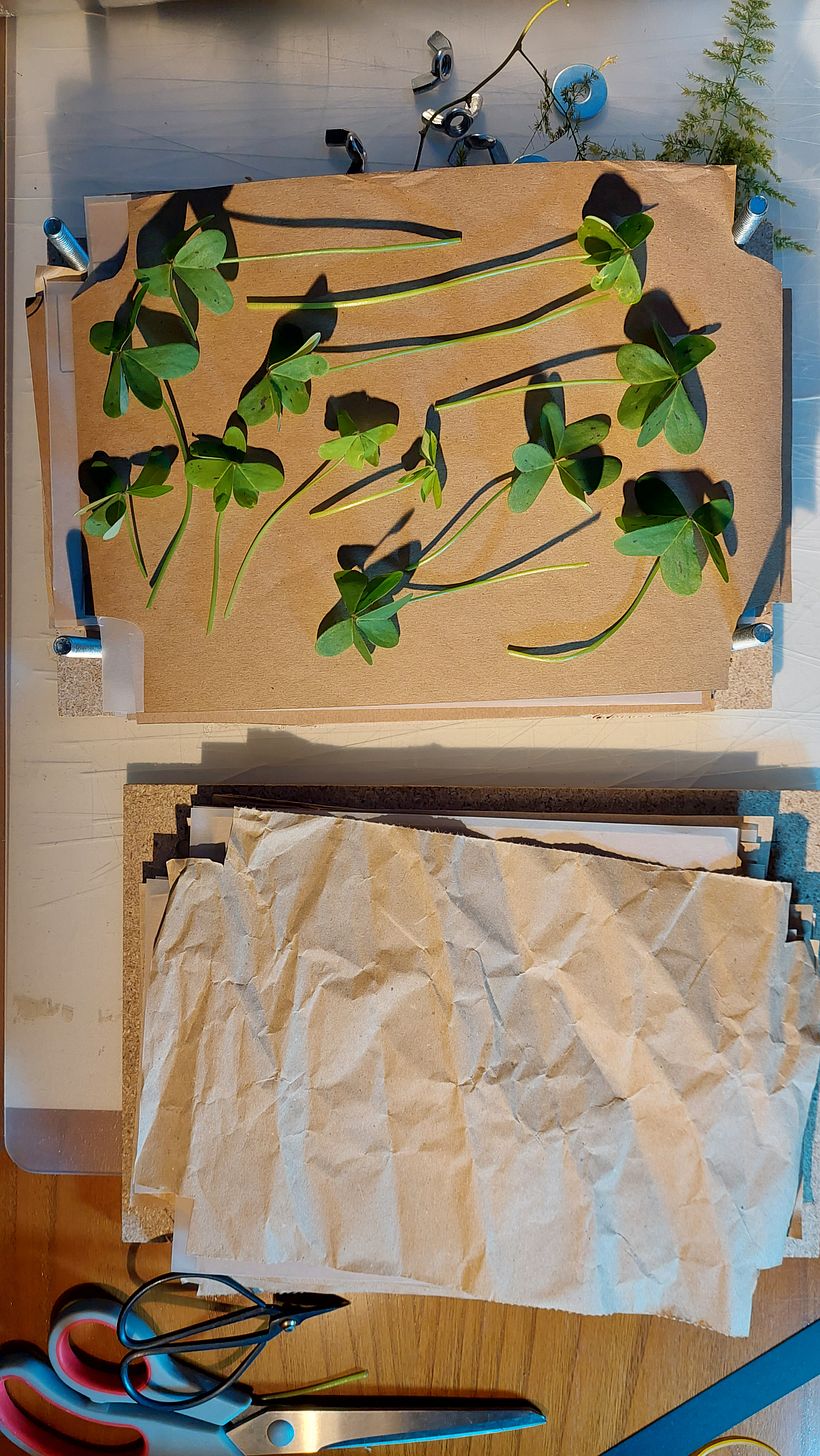 Prensa de plantas e flores 6