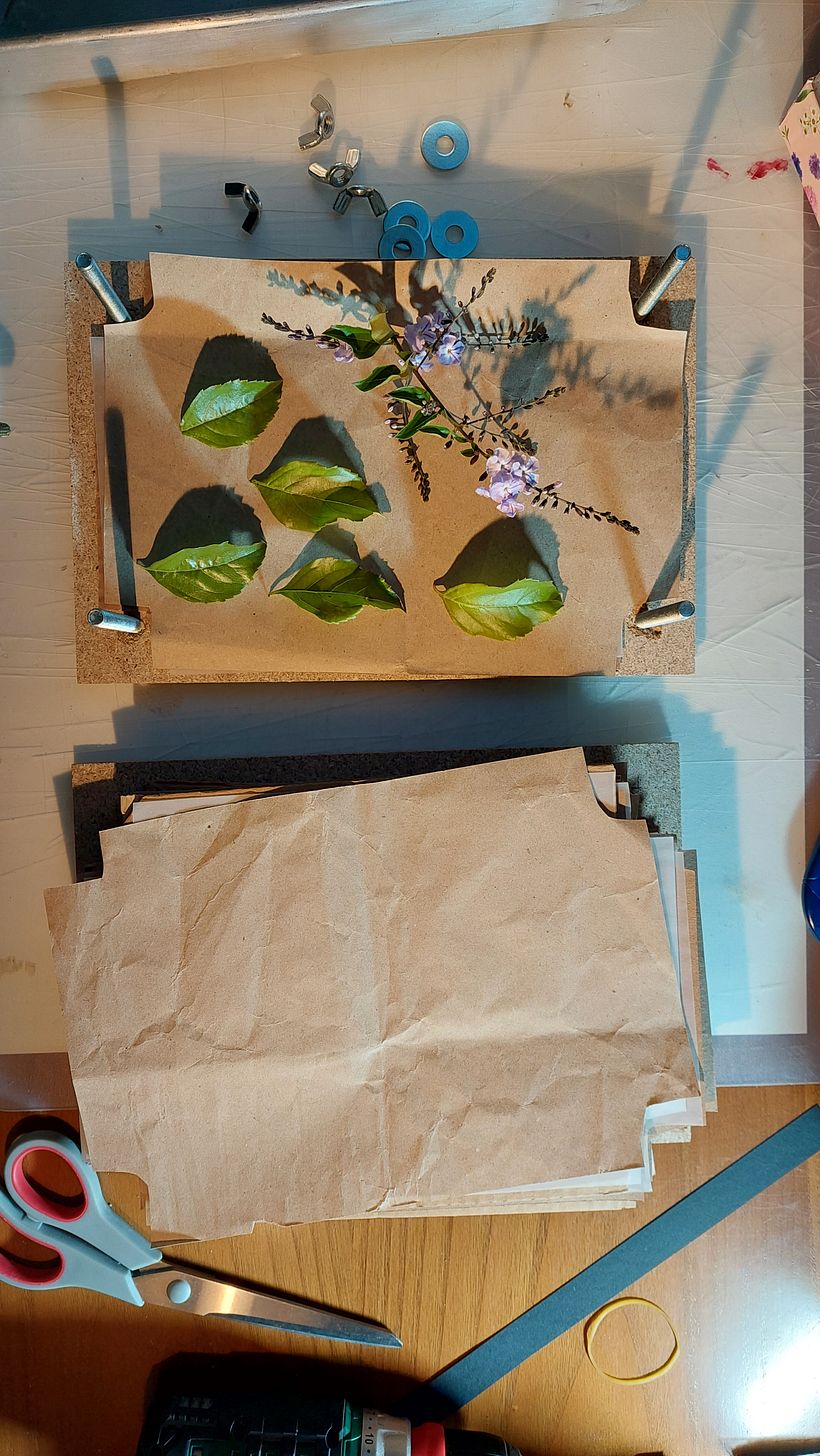 Prensa de plantas e flores 7