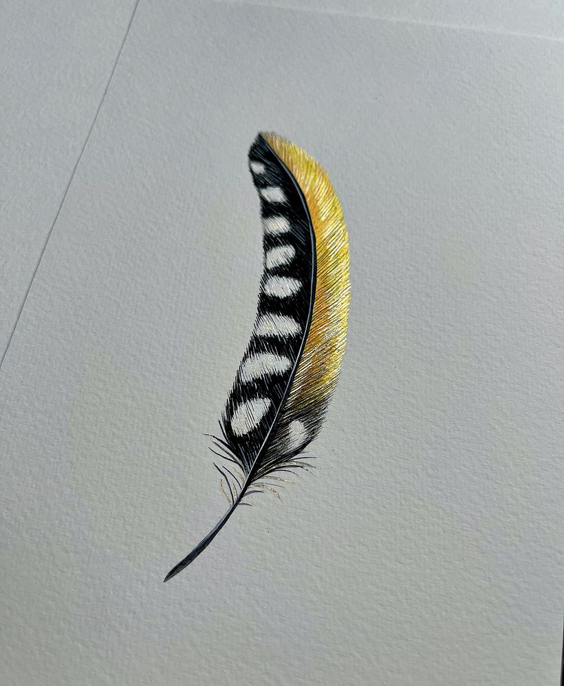 Shiny feathers  - Ilustración tradicional