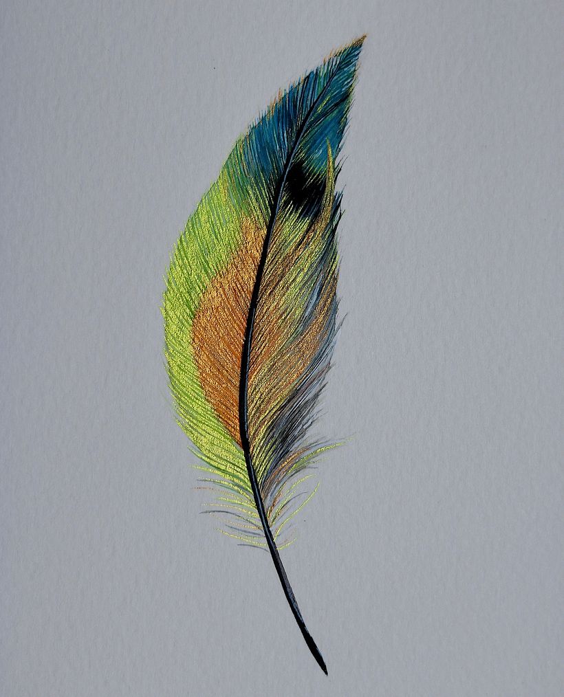 Shiny feathers  - Ilustración tradicional