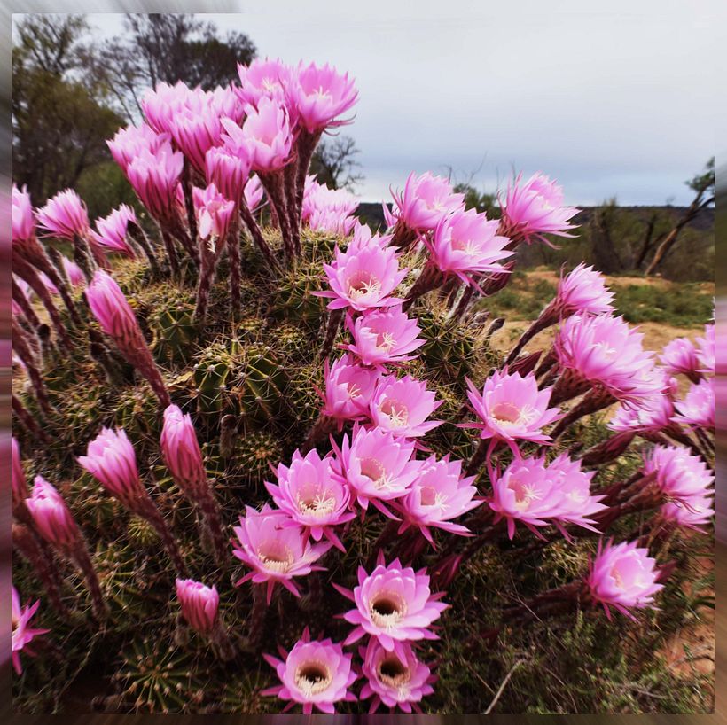 Wild flowers in the field