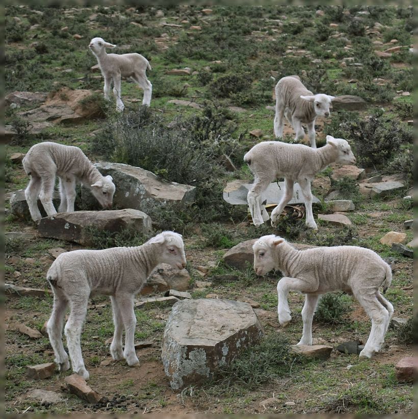 Let my lambs graze