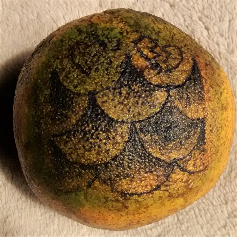 La misma naranja picha y arrugada pero por el otro lado hice las curvas sombreadas.