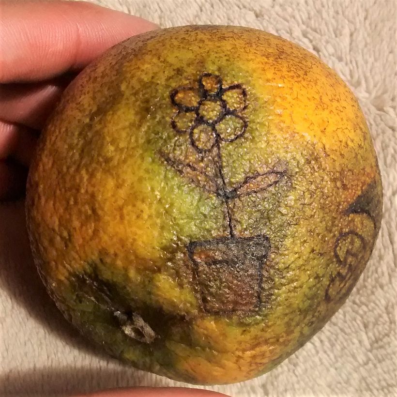 Aproveché el espacio de la naranja para dibujar una peque flor <3.