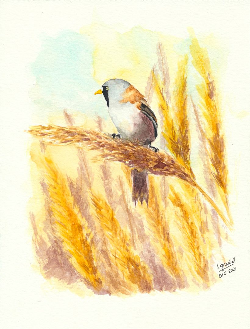 Pájaros en acuarela - Watercolour birds | Domestika, image size:820x1080