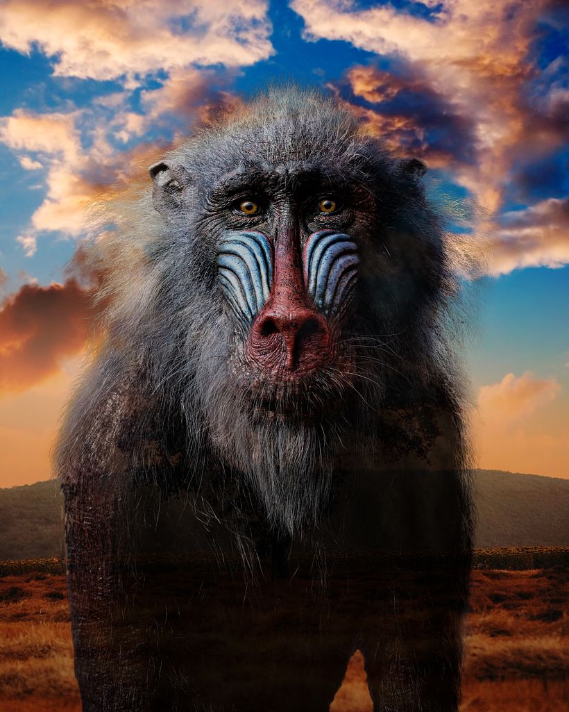 MACACO 2