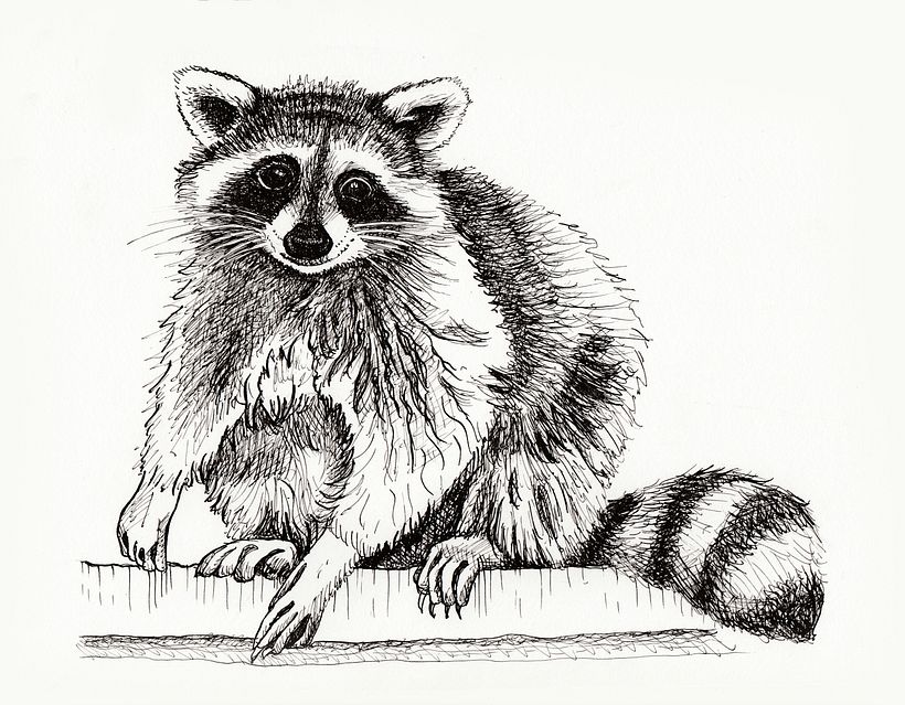 Raccoon with dip pen and ink