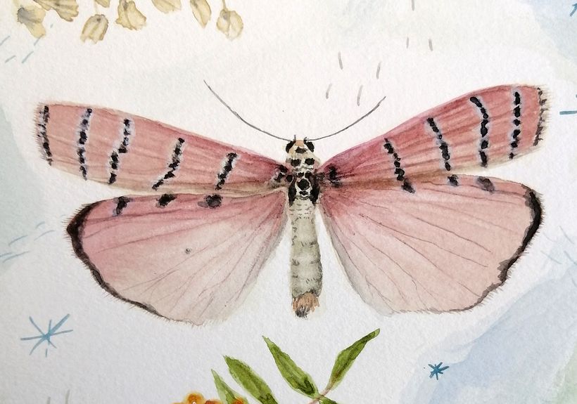 Mi Proyecto del curso: Diario naturalista en acuarela 3