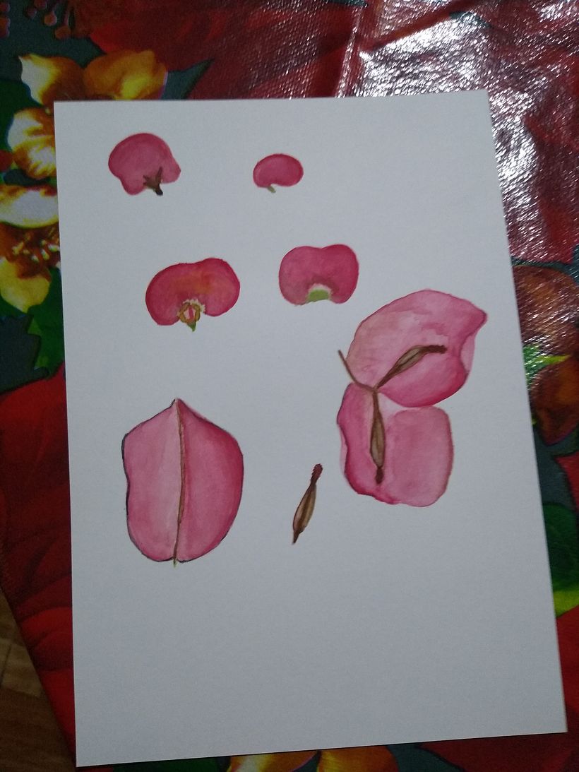 Mi Proyecto del curso: Ilustración botánica con acuarela 6
