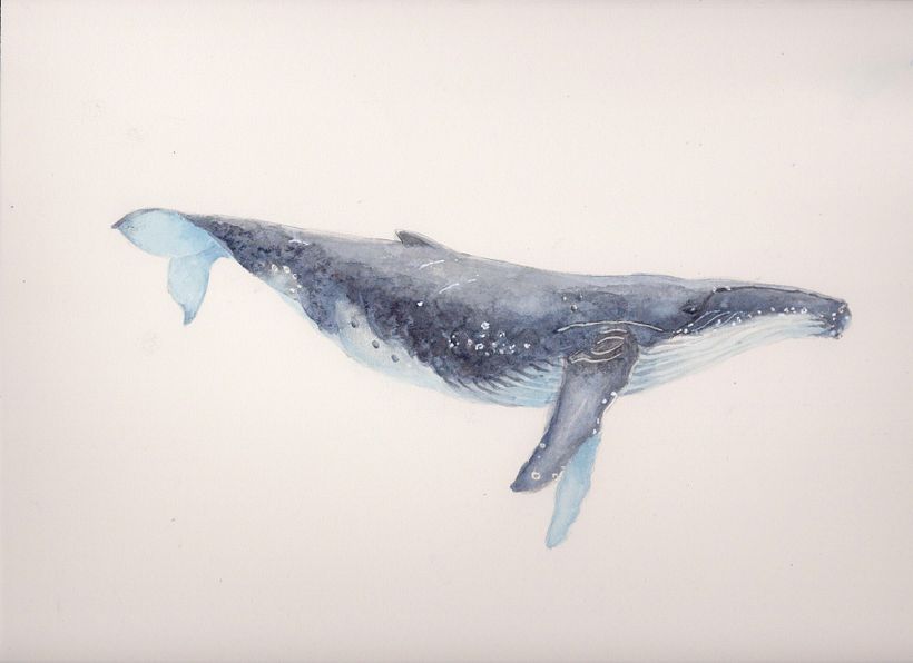 Humpback whale study 1