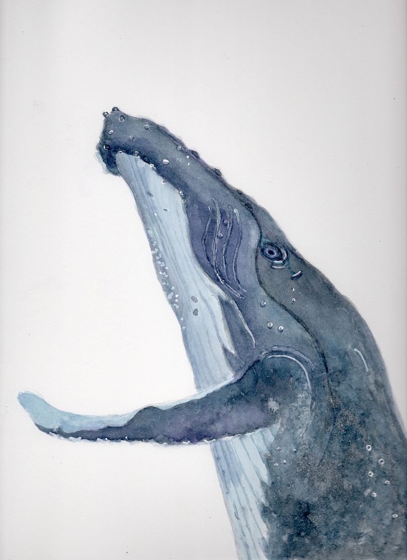 Humpback whale study 2