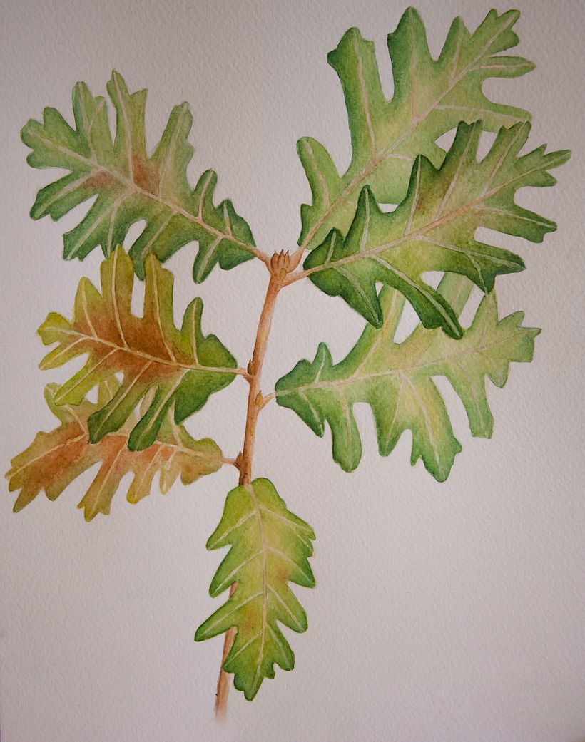 I·lustració botànica amb aquarel·la - Roure Reboll 2