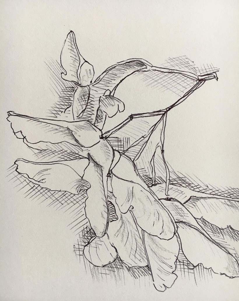 Observational Drawings 2