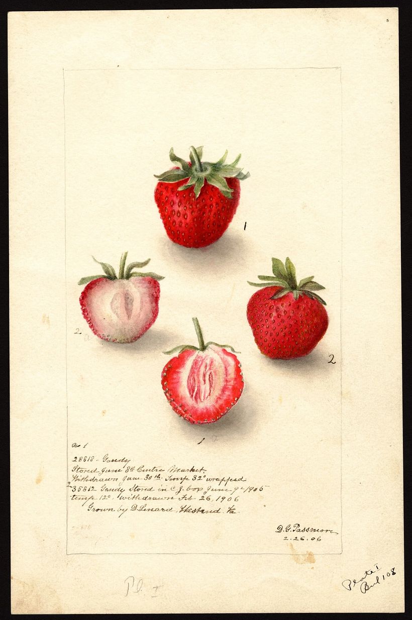 Passmore, Deborah Griscom, 1906.