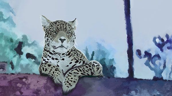 Jaguar no alto do telhado da casa azul