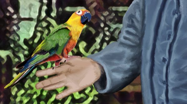 Detalhe | Papagaio na mão da Frida Jovem.