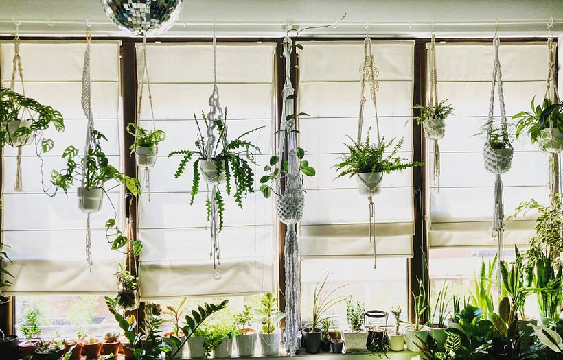Macramé plant hangers