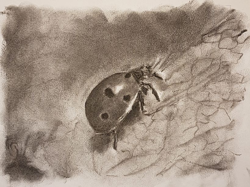ladybird_hellesolhoej_dk_2021