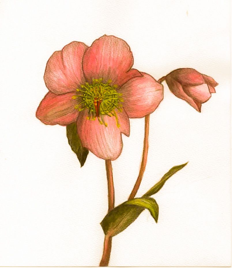 Mój projekt z kursu: Ilustracja botaniczna akwarelą 3