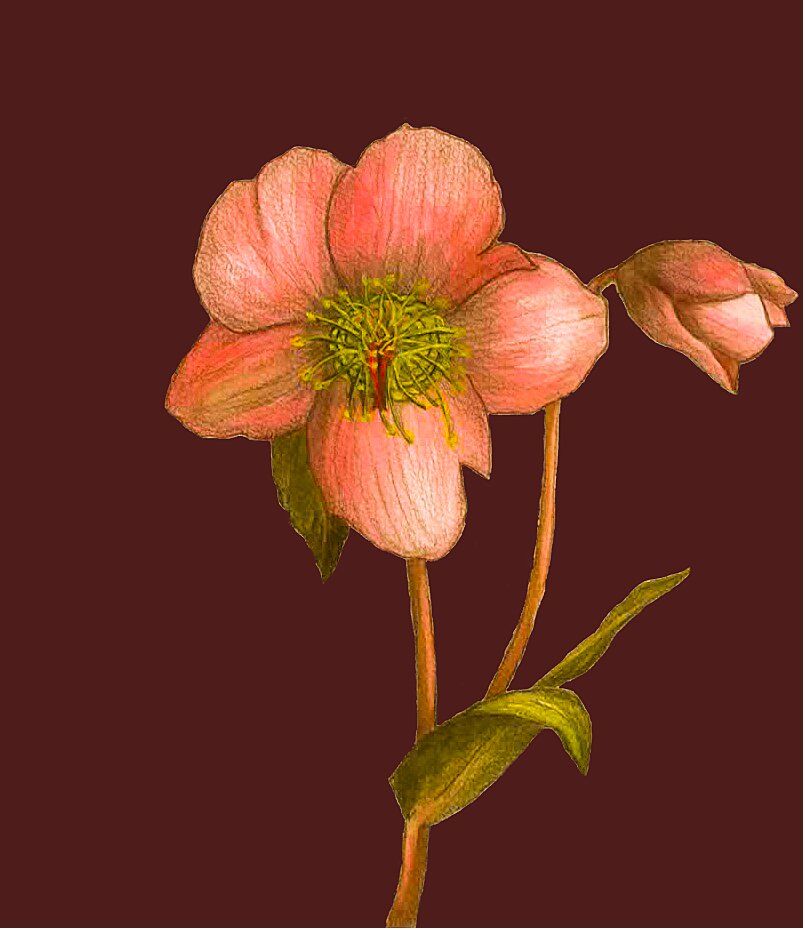 Mój projekt z kursu: Ilustracja botaniczna akwarelą 2