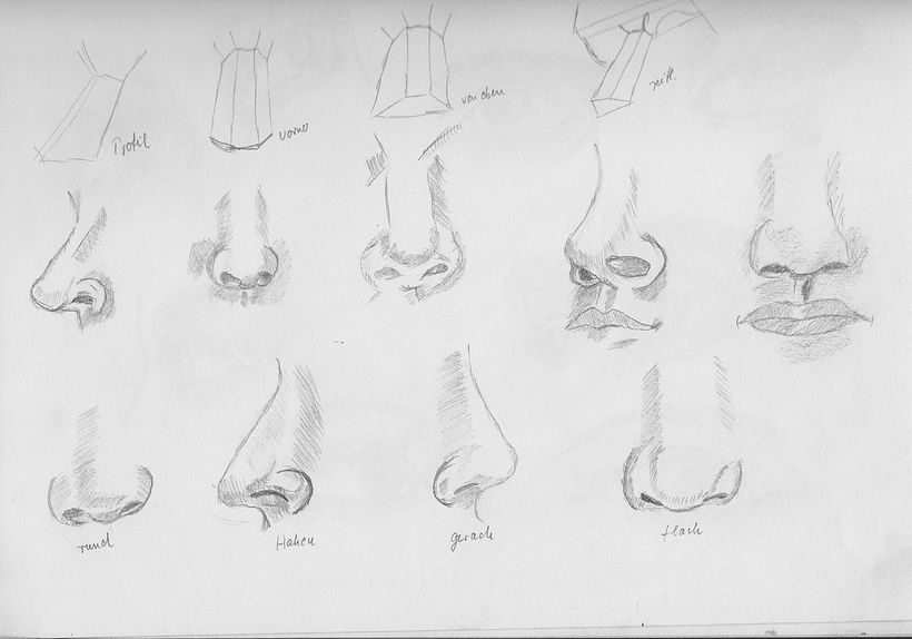 Nasenstudien