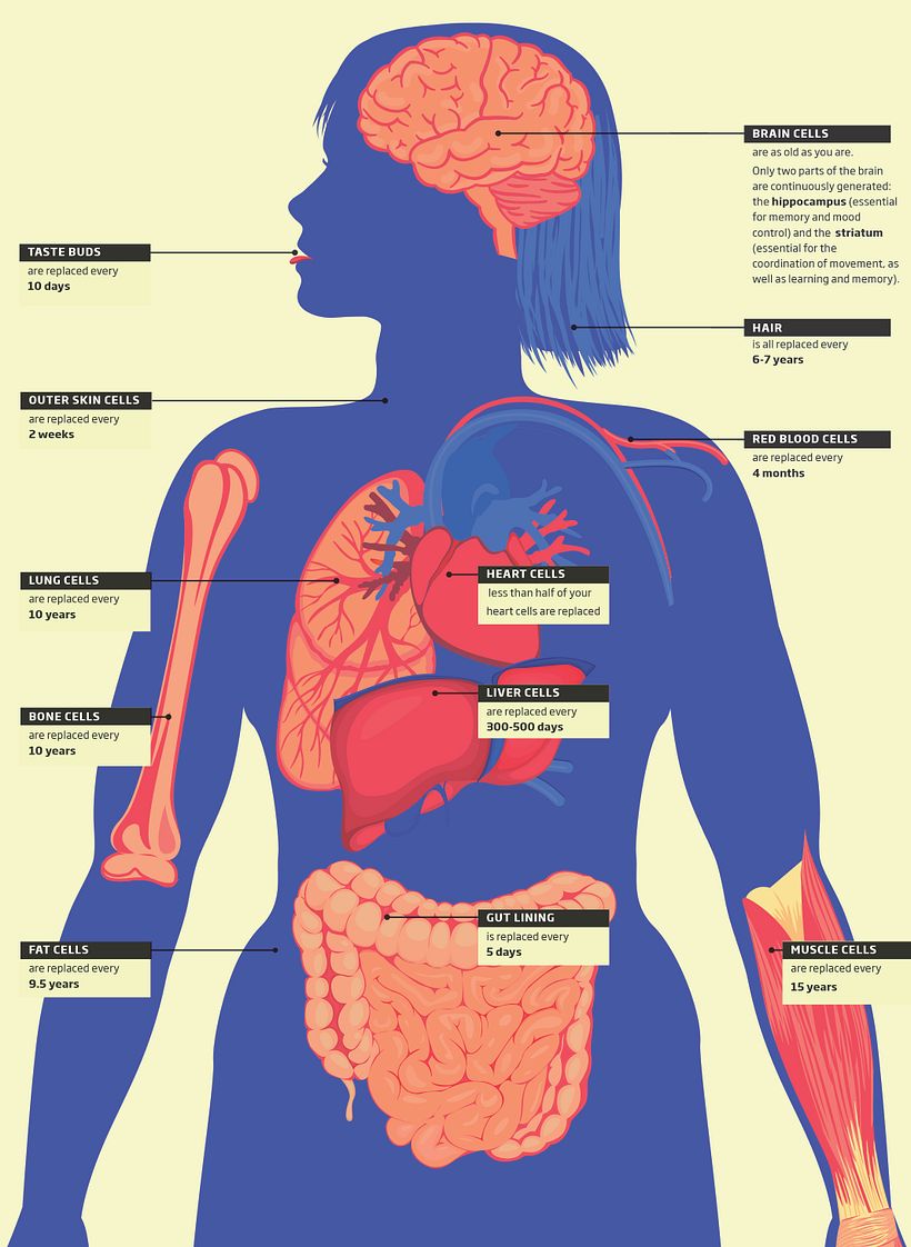 The Brain: A user's guide 2