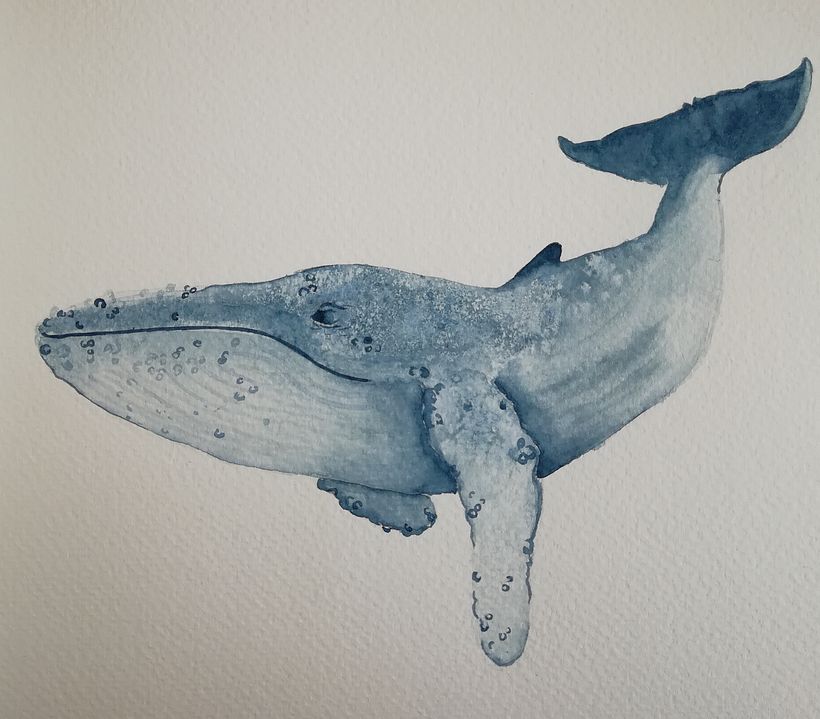 My project in Naturalist Illustration Techniques: Whales in Watercolor course 9