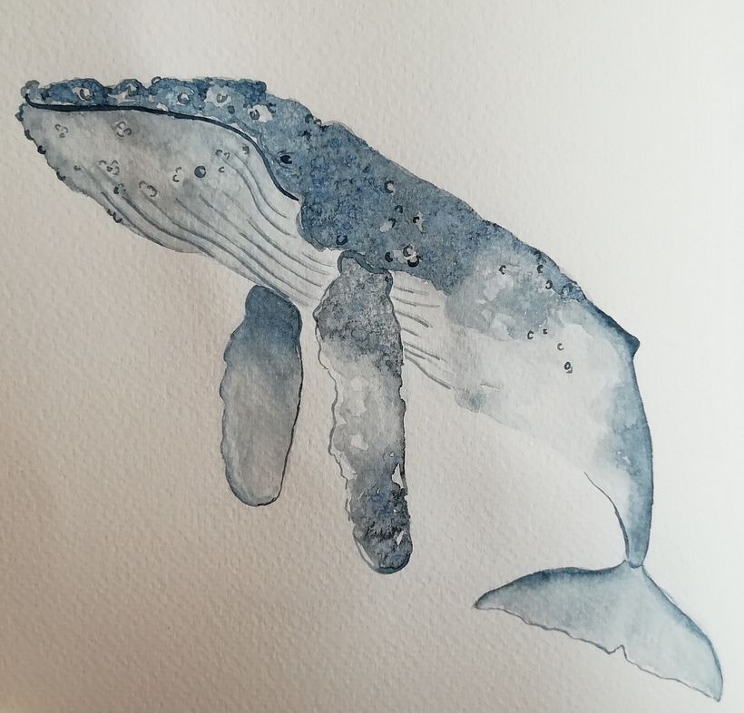 My project in Naturalist Illustration Techniques: Whales in Watercolor course 10