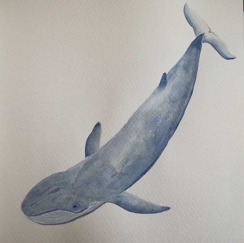 My project in Naturalist Illustration Techniques: Whales in Watercolor course 7