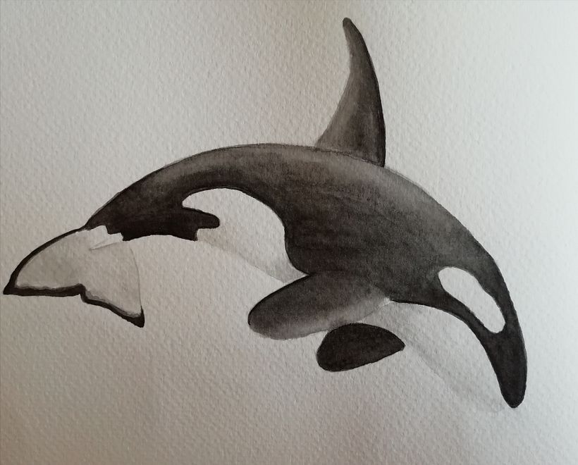 My project in Naturalist Illustration Techniques: Whales in Watercolor course 3