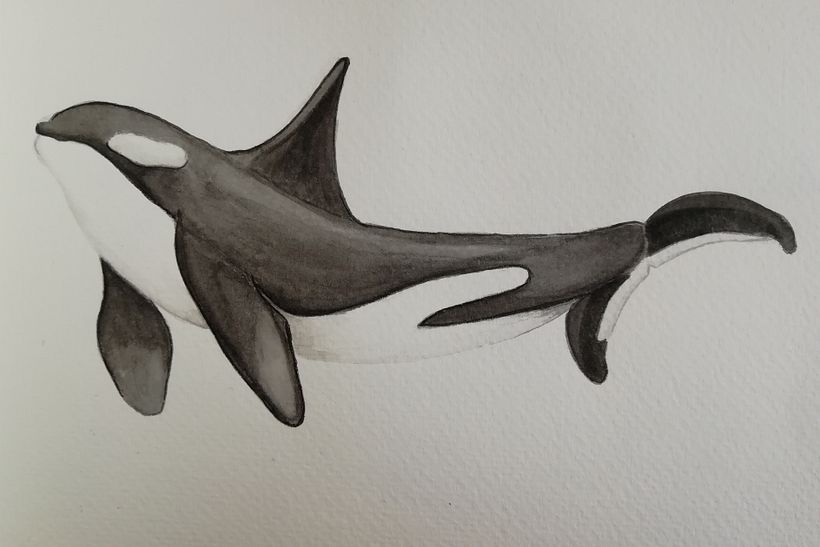 My project in Naturalist Illustration Techniques: Whales in Watercolor course 2