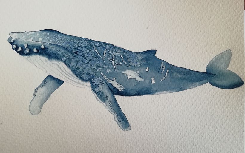 My project in Naturalist Illustration Techniques: Whales in Watercolor course 11
