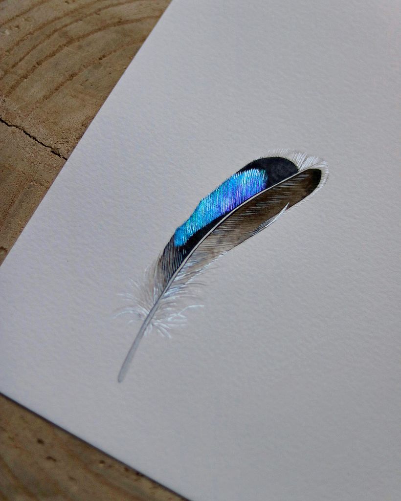 Shiny feathers  - Ilustración tradicional