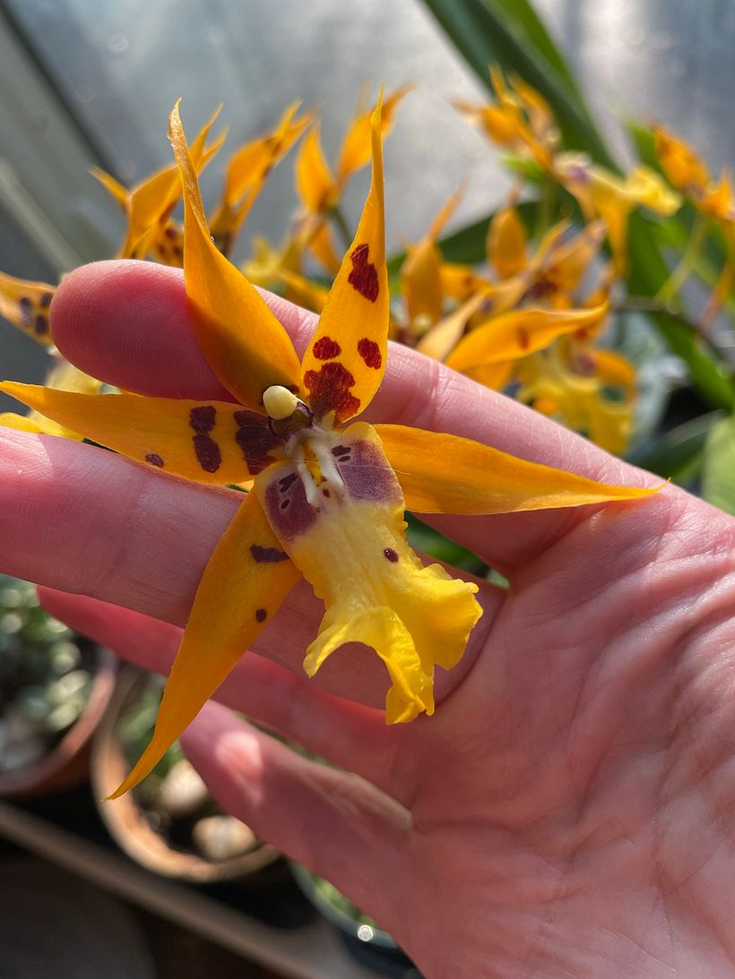 The original in my window. Alcra. Pacific Nova ‘Hilo Stars’