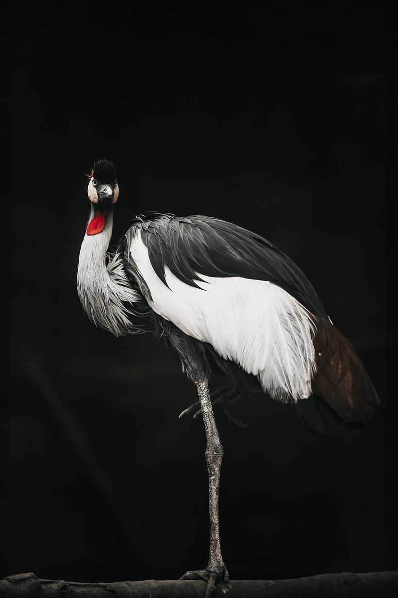 Original Photo by Bogdan Pasca.