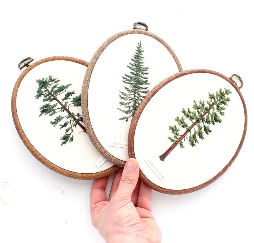 Shortleaf Pine, Pacific Silver Fir and Ponderosa Pine
