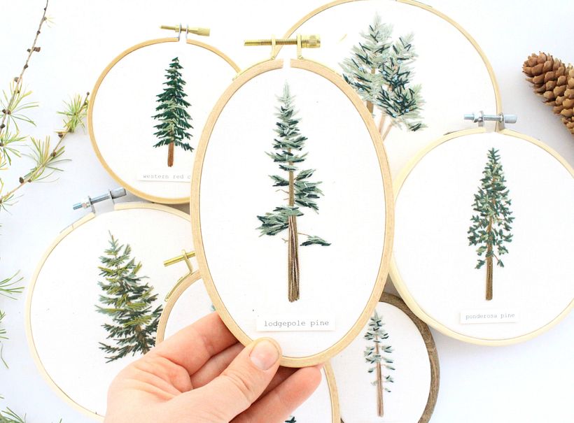 Lodgepole Pine