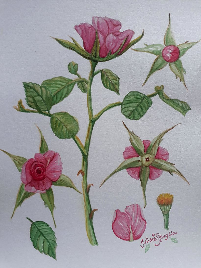 My project in Botanical Illustration with Watercolors course 6