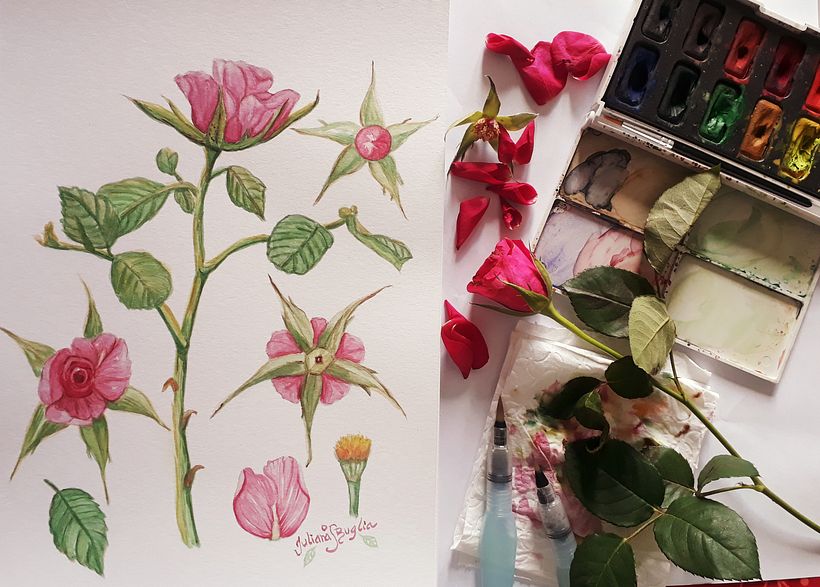 My project in Botanical Illustration with Watercolors course 7