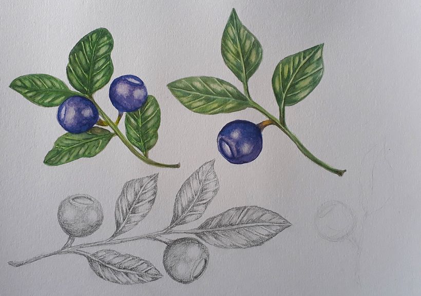 My project in Botanical Illustration with Watercolors course 10