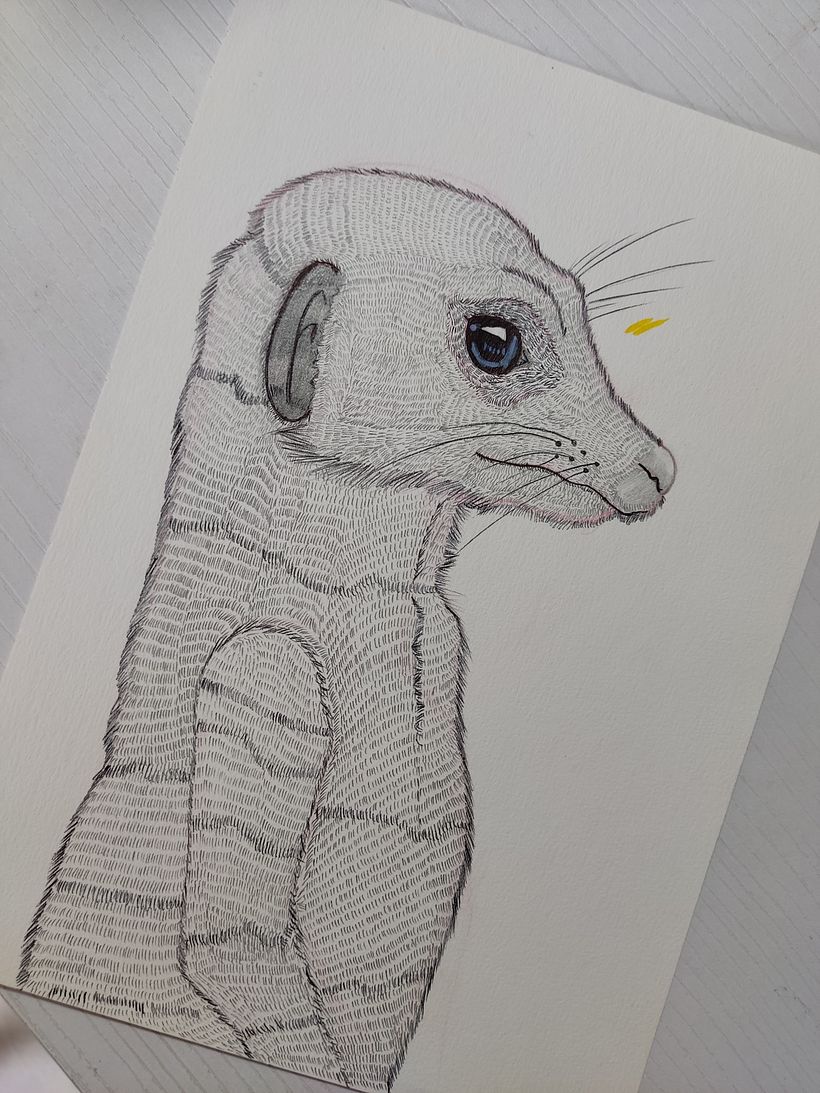 Un Zuricato / it´s a Suricata suricatta