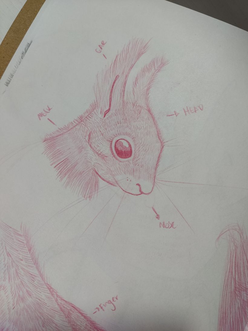 Una Ardilla / it´s a Sciurus vulgaris