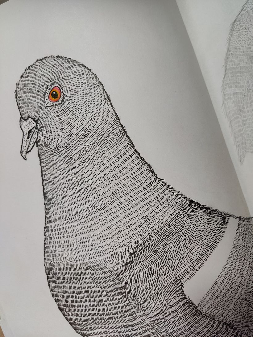 Una Paloma / it´s a Columba livia